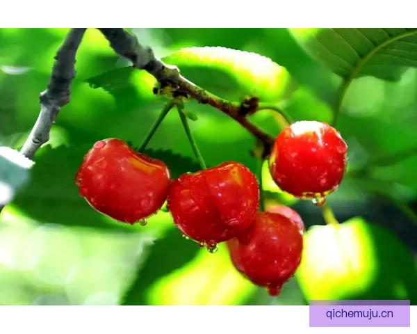 樱桃视频网：点亮你的数字生活，探索无限精彩